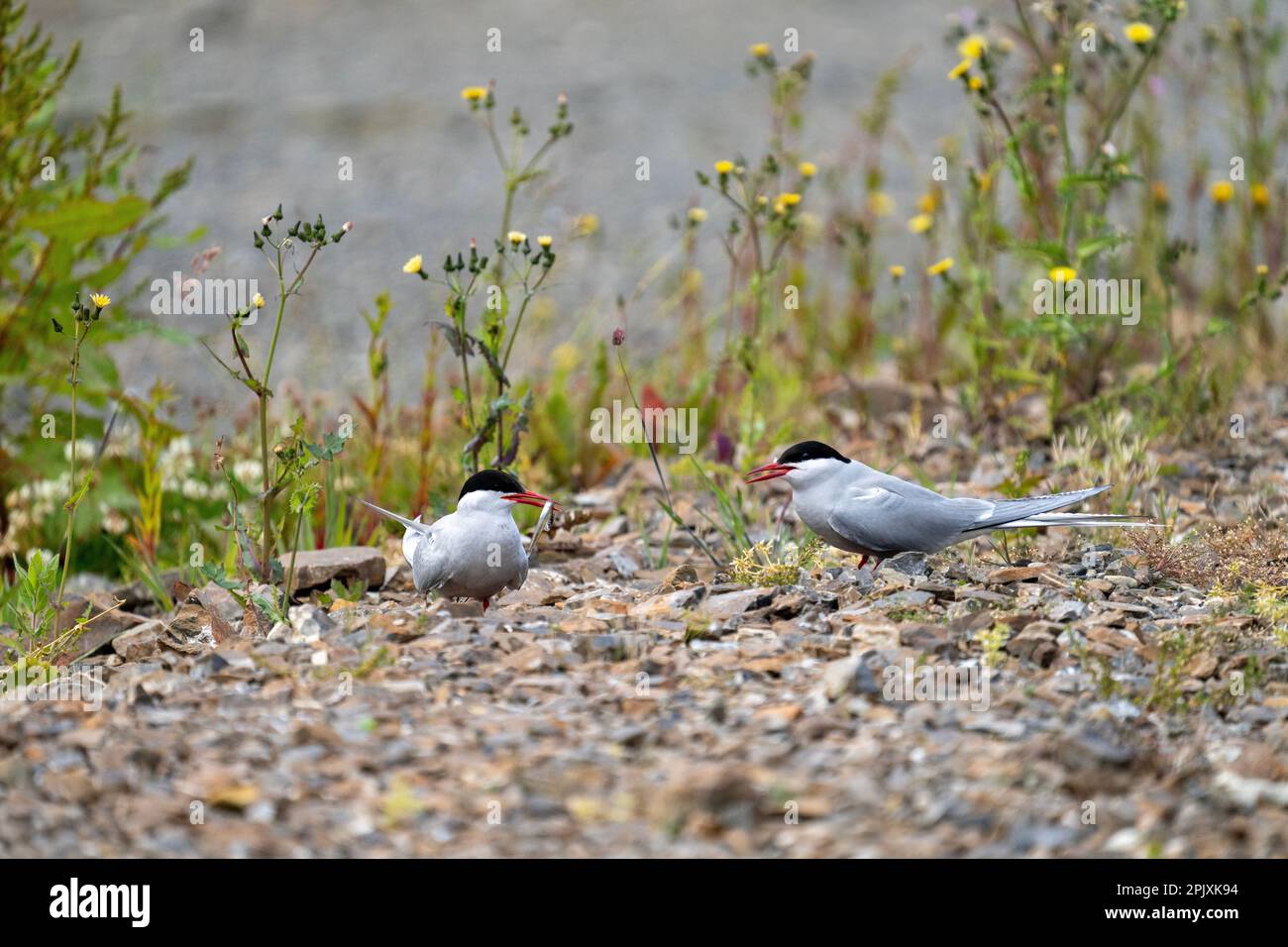 Passe alimentaire Arctic Tern, étape 1 Banque D'Images