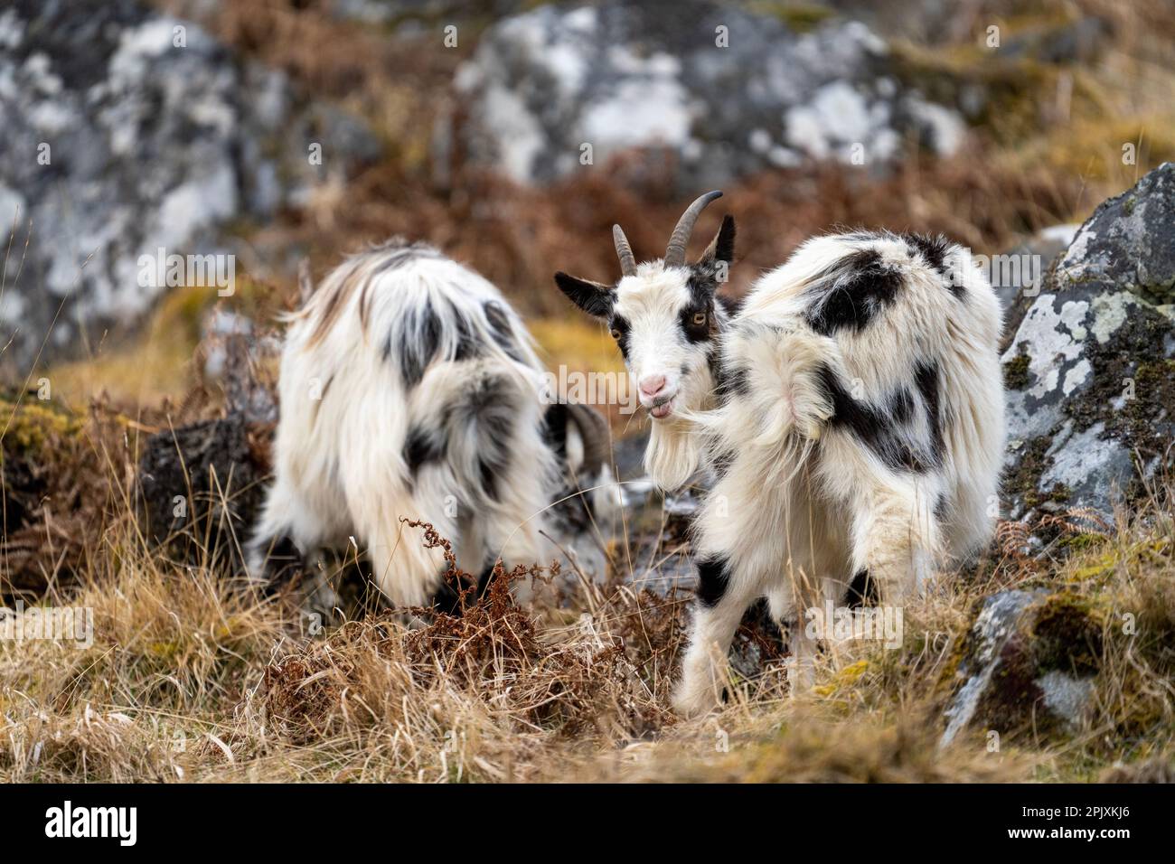 Chèvres sauvages britanniques dans un habitat typique rugueux Banque D'Images