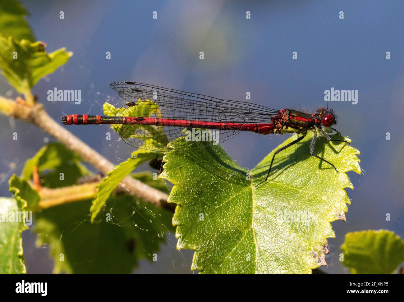 Côté sur l'image d'un grand Damselfly rouge mâle (Pyrhosoma nymphula) reposant sur une feuille au-dessus d'un étang lors d'une chaude journée d'été. Banque D'Images