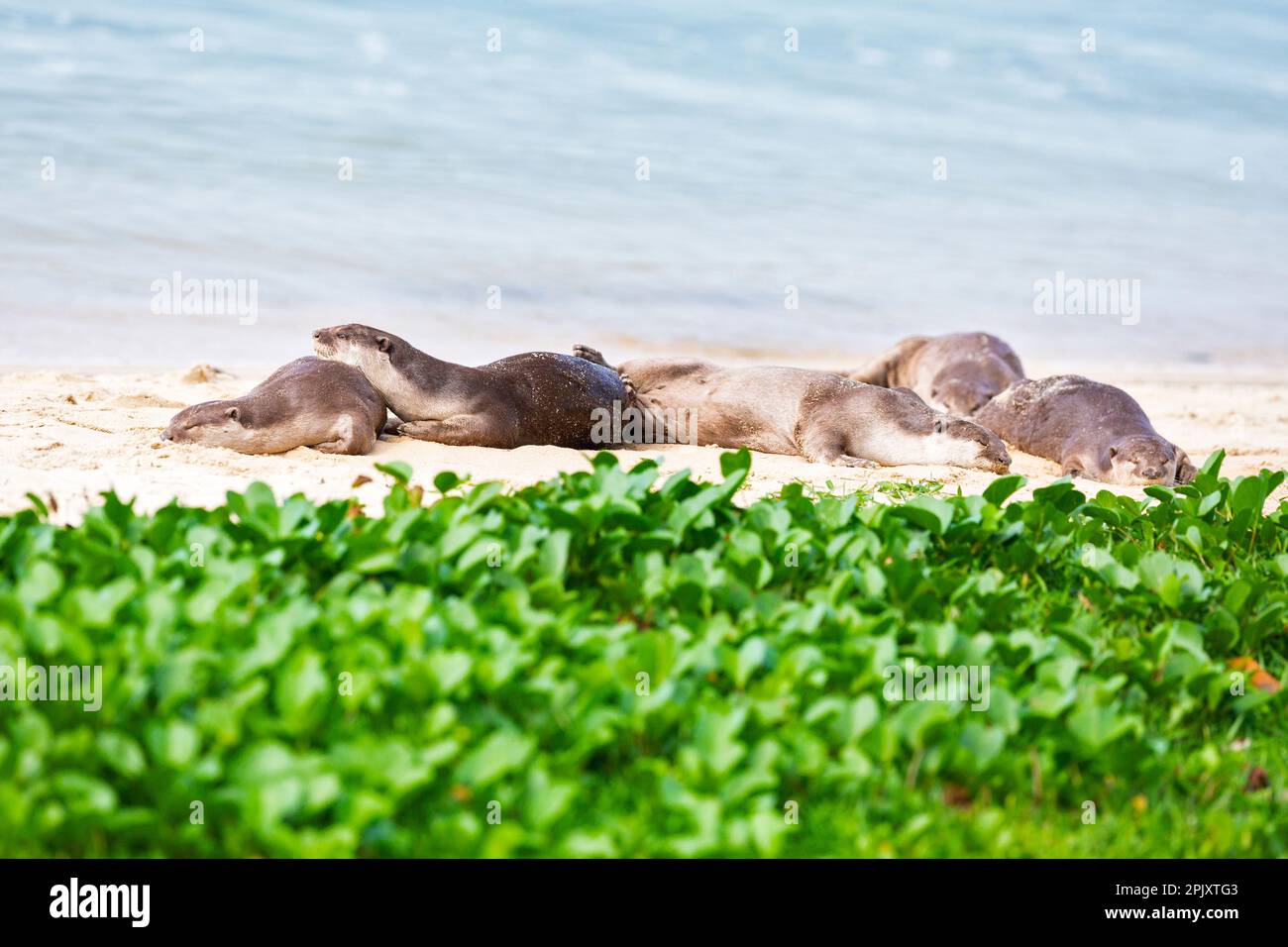 Une famille de loutres enrobés de douceur se repose sur la plage après avoir chassé du poisson dans la mer et voyagé le long de la côte à Singapour Banque D'Images