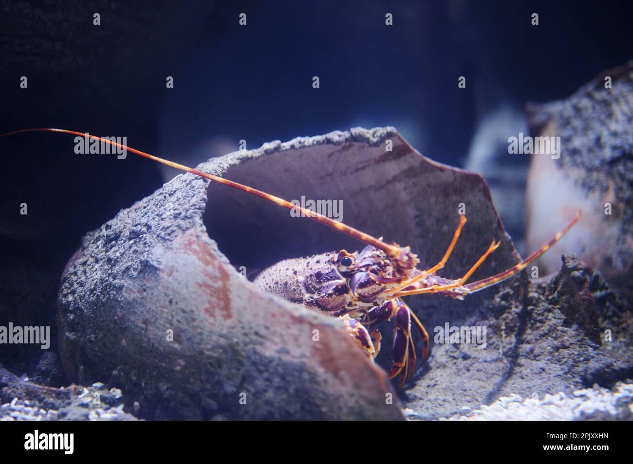 Homard caché dans un pot cassé dans l'aquarium vue rapprochée Banque D'Images