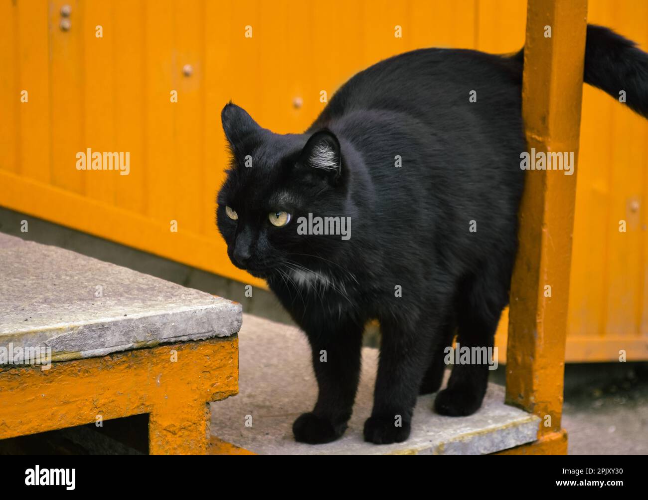 Chat de rue noir de Stern sur les marches sur un fond jaune Banque D'Images