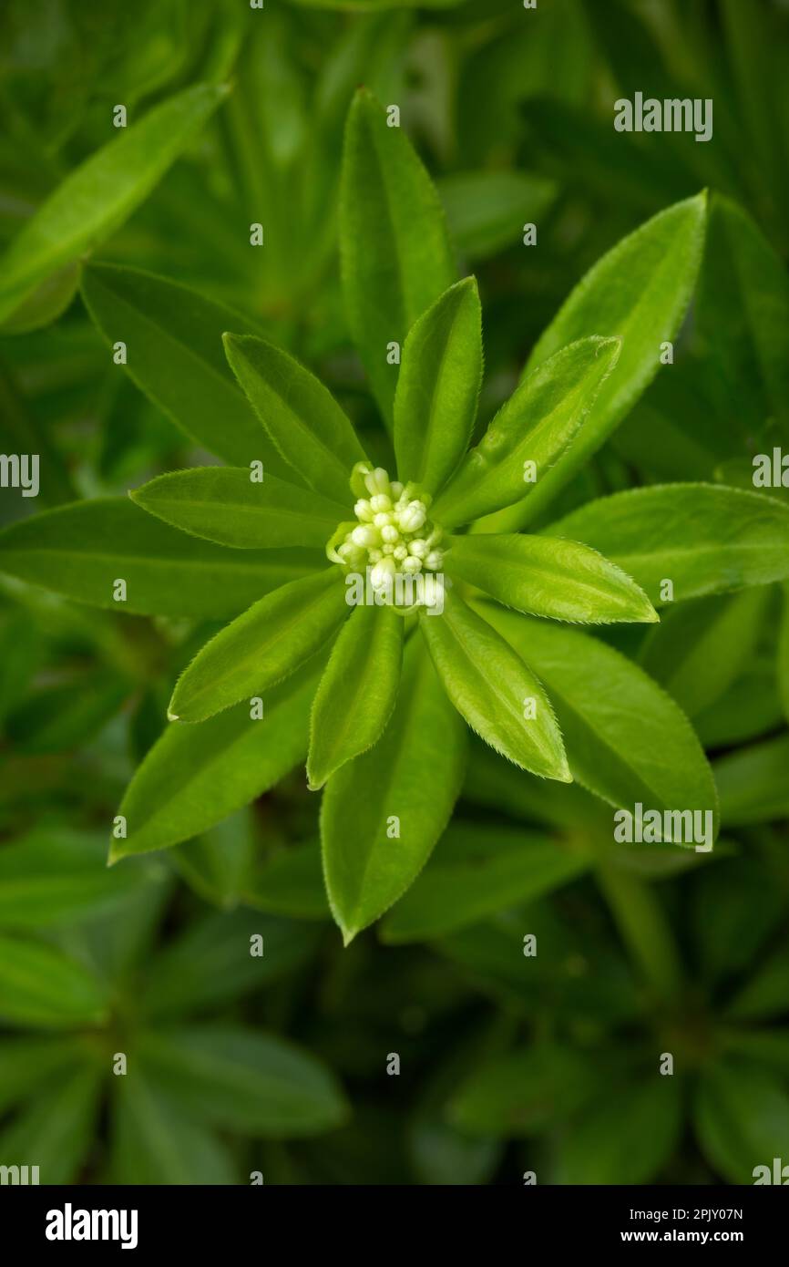 Plante douce de woodruff vert frais avec bourgeons gros plan à l'extérieur Banque D'Images