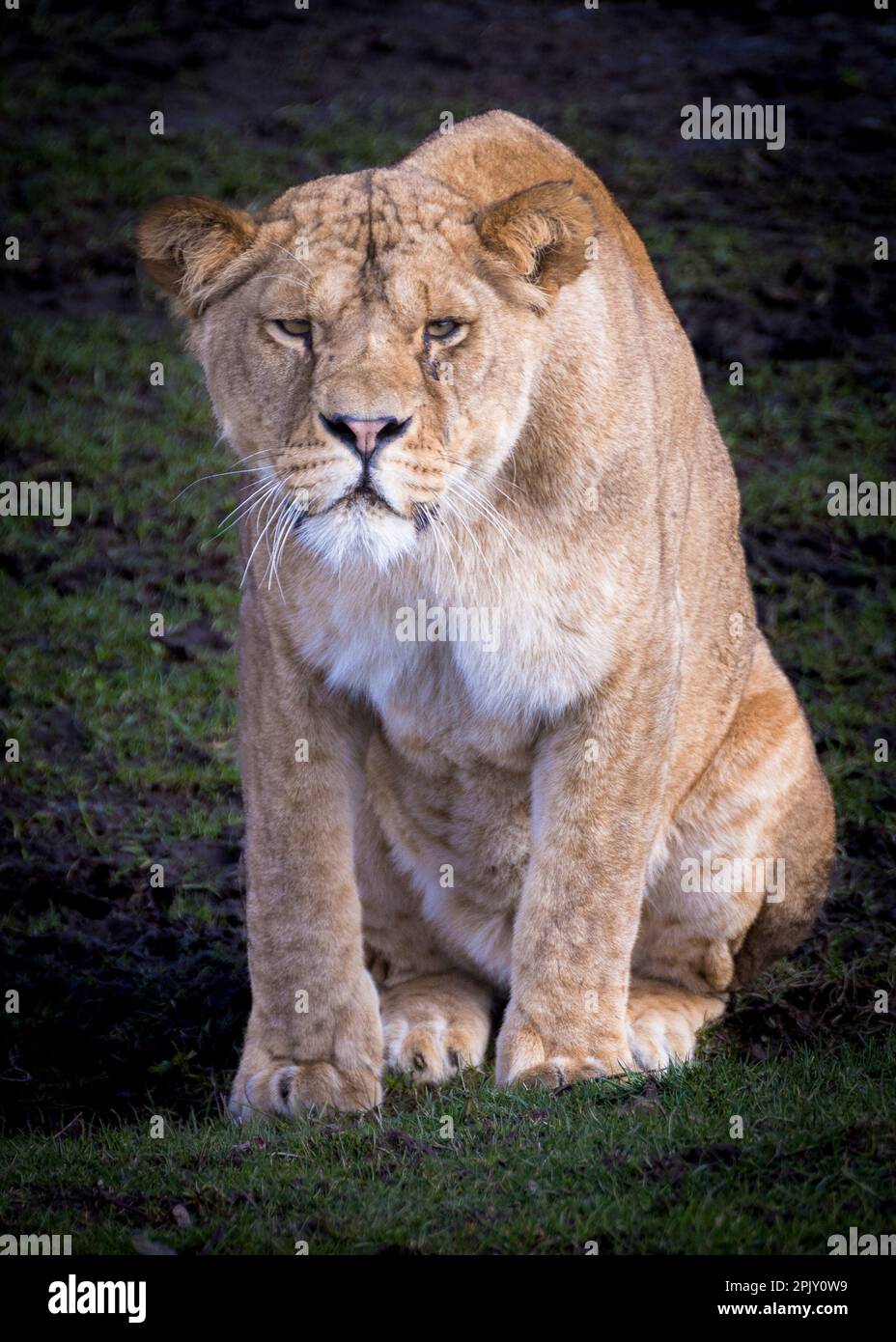 Lion au Safari Park Banque D'Images
