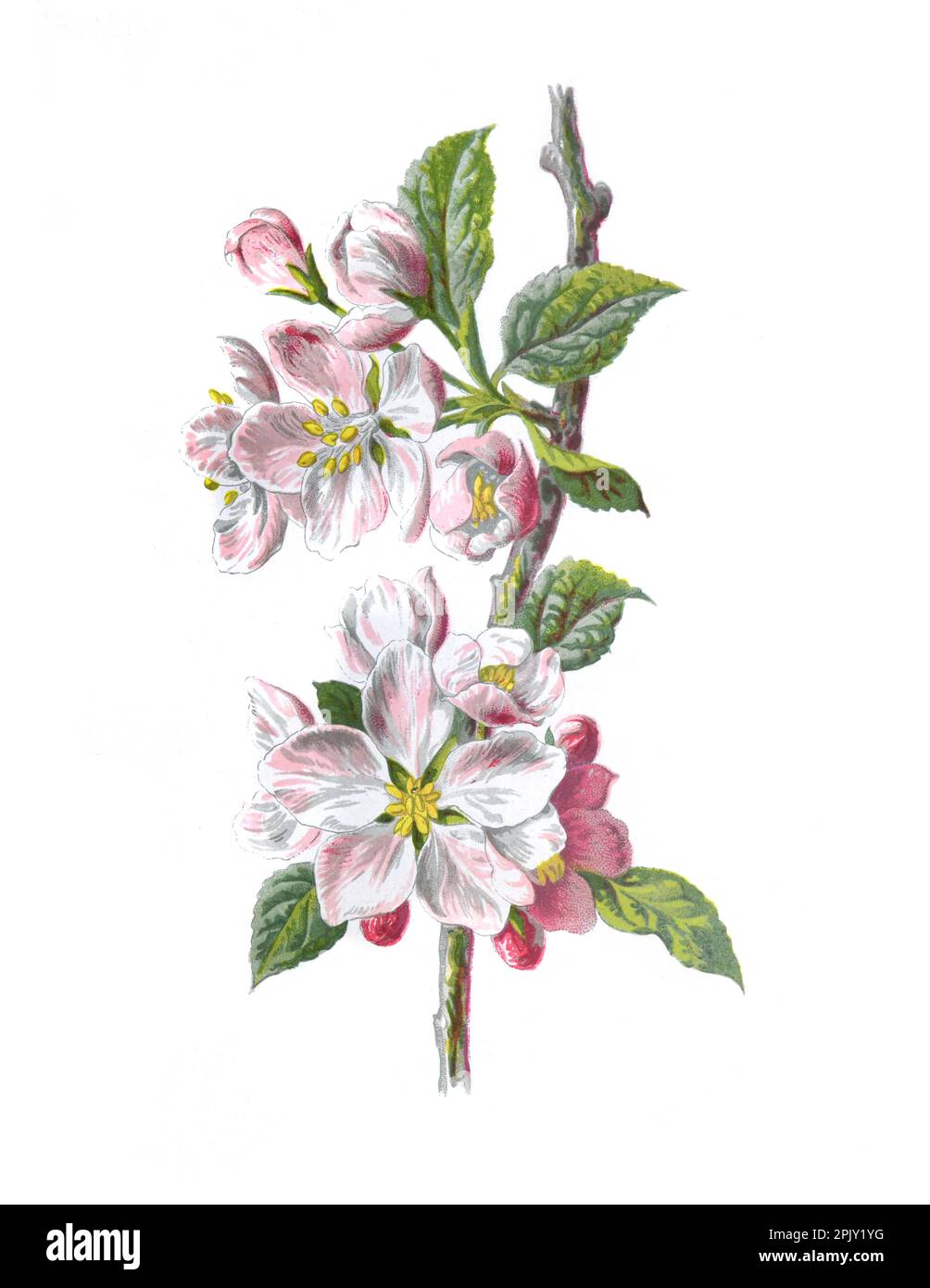 Fleur De Pomme Malus Domestica Illustration Antique De Fleurs Fleur De Pomme Malus Domestica Illustration Antique De Fleurs