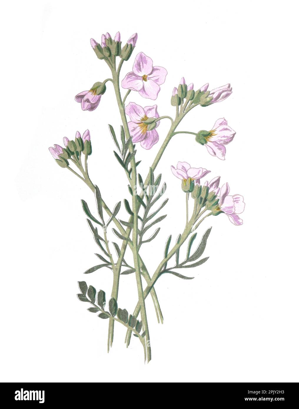 Fleur de couckooflower. (Cardamine pratensis) odeur de dame, cresson amer. Illustration antique de fleurs dessinées à la main. Fleurs sauvages anciennes et vintage. Banque D'Images