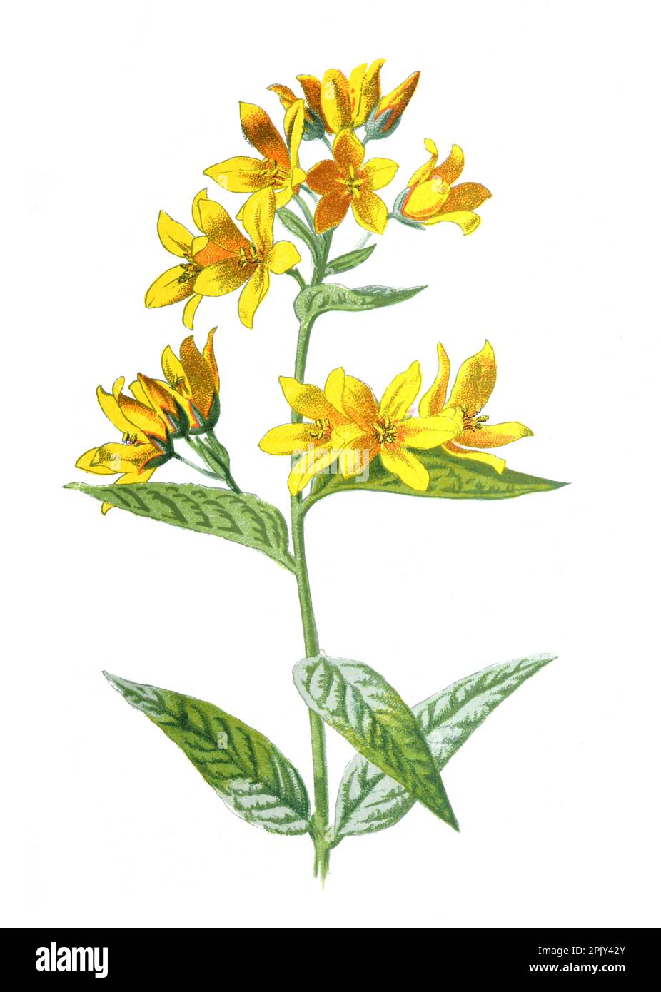 Fleur jaune loosestrife ou Lysimachia vulgaris. Plantes à fleurs vivaces ou herbacées de jardin de la famille des Primulacea. Fleur vintage. Banque D'Images