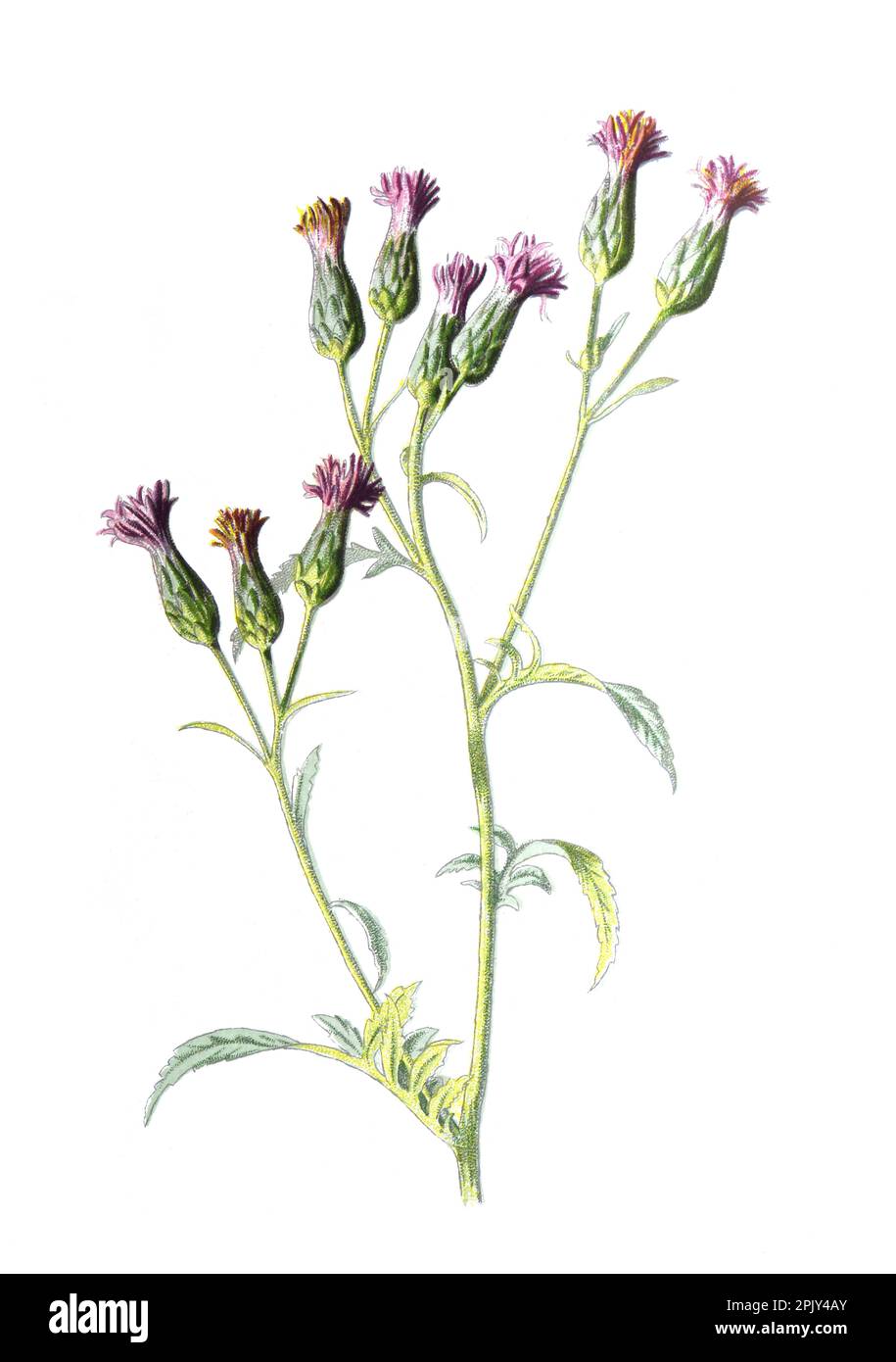 Serratula tinctoria, communément connu sous le nom de scie sans plomb de teyer la famille de Marguerite Asteraceaet fleur. illustration de fleur de champ sauvage dessinée à la main vintage. Banque D'Images