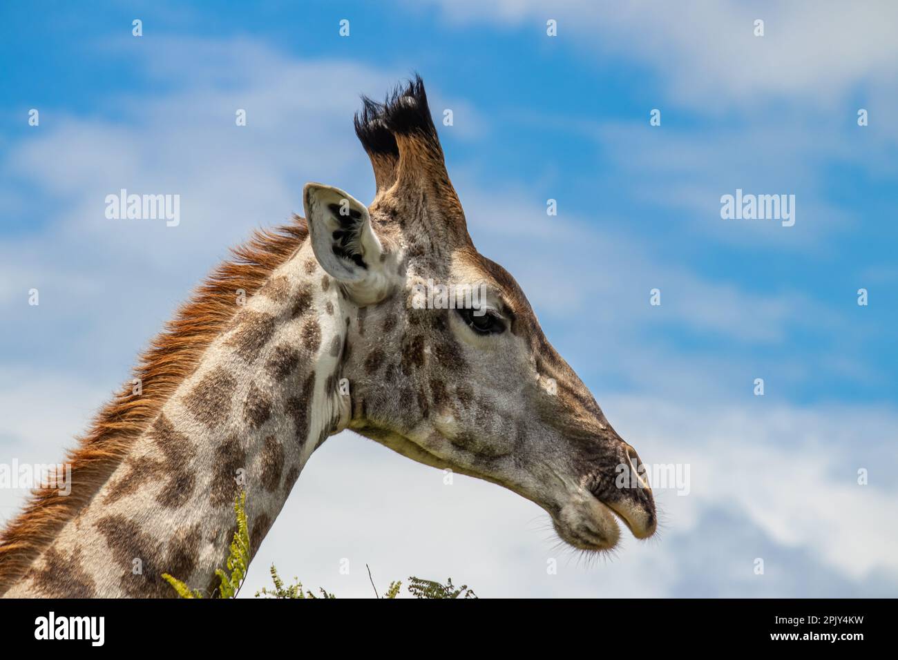 Gros plan de Giraffe dans un match d'accouplement d'animaux dans la savane, dans le parc national d'Imire Rhino & Wildlife Conservancy, Zimbabwe Banque D'Images