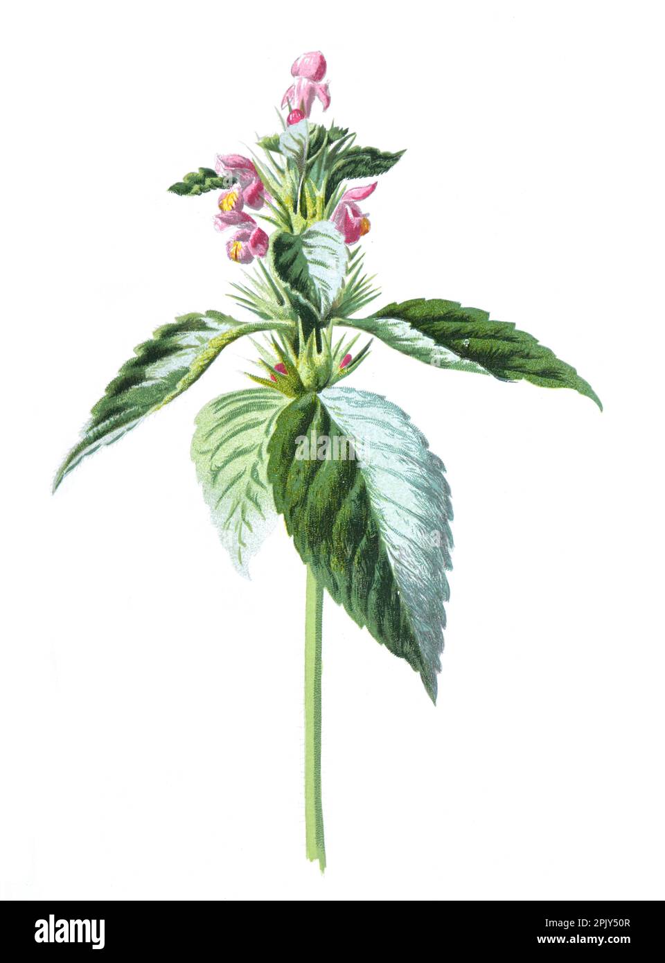 Galeopsis, communément appelé chanvre-ortie ou hemportie une plante herbacée. Illustration de fleurs d'ortie de champ sauvage dessinées à la main vintage. Banque D'Images