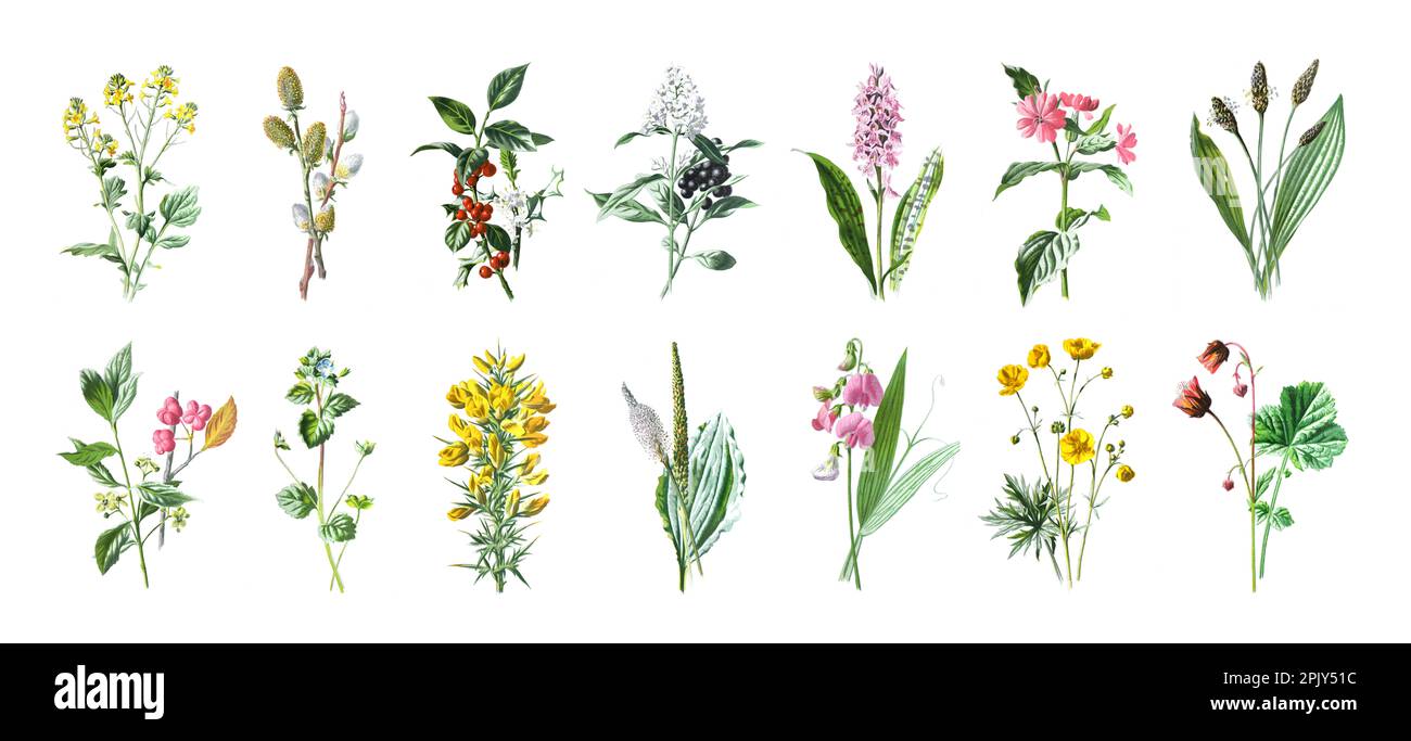 Wild Thistle Collection de beaux Thistles de champ sauvages, plantes à fleurs herbacées, fleurs en fleurs, illustration de fleurs sauvages dessinées à la main Vintage. Banque D'Images