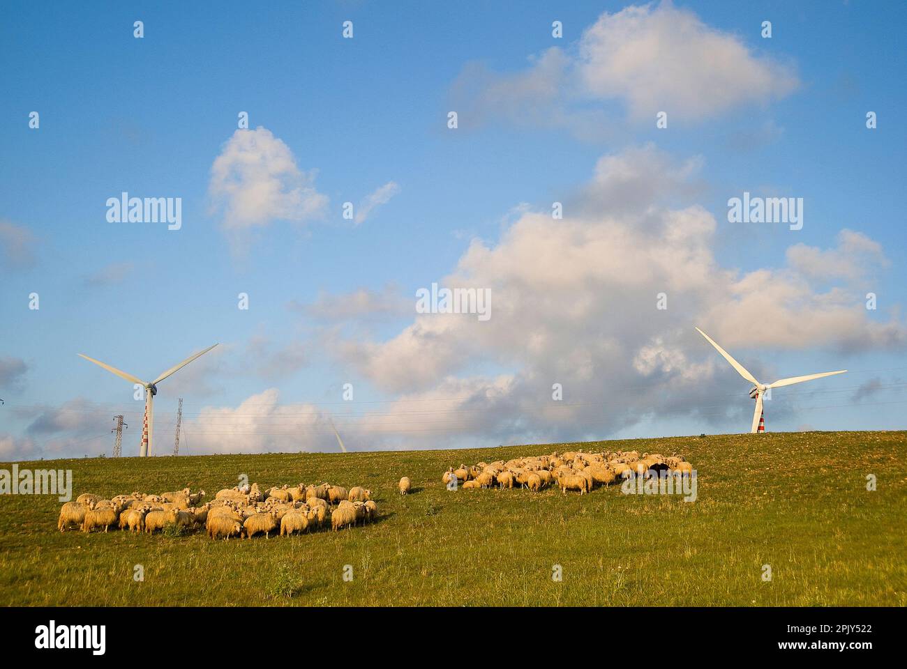 Gregge di pecore al pascolo e pâle eoliche sullo sfondo. Porto Torres, Sassari, Sardegna, Italia Sheeps. Sardaigne, Italie Banque D'Images