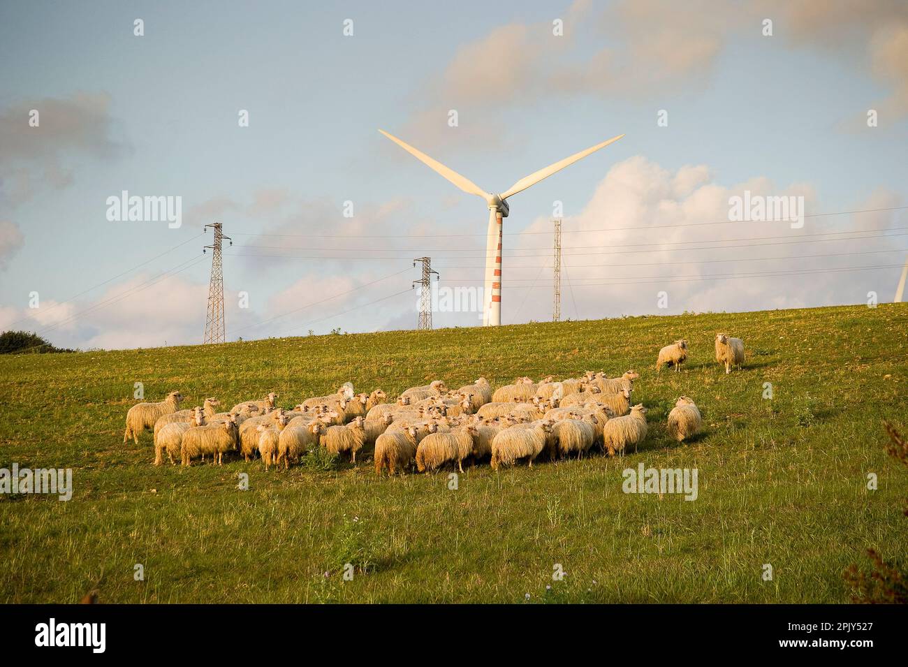 Gregge di pecore al pascolo e pâle eoliche sullo sfondo. Porto Torres, Sassari, Sardegna, Italia Sheeps. Sardaigne, Italie Banque D'Images