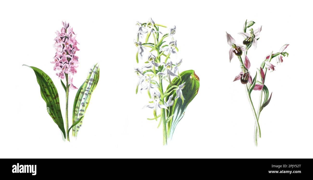 Collection d'orchidées sauvages de belles orchidées de champ sauvage, plantes à fleurs herbacées, fleurs en fleurs, illustration d'orchidée dessinée à la main Vintage. Banque D'Images