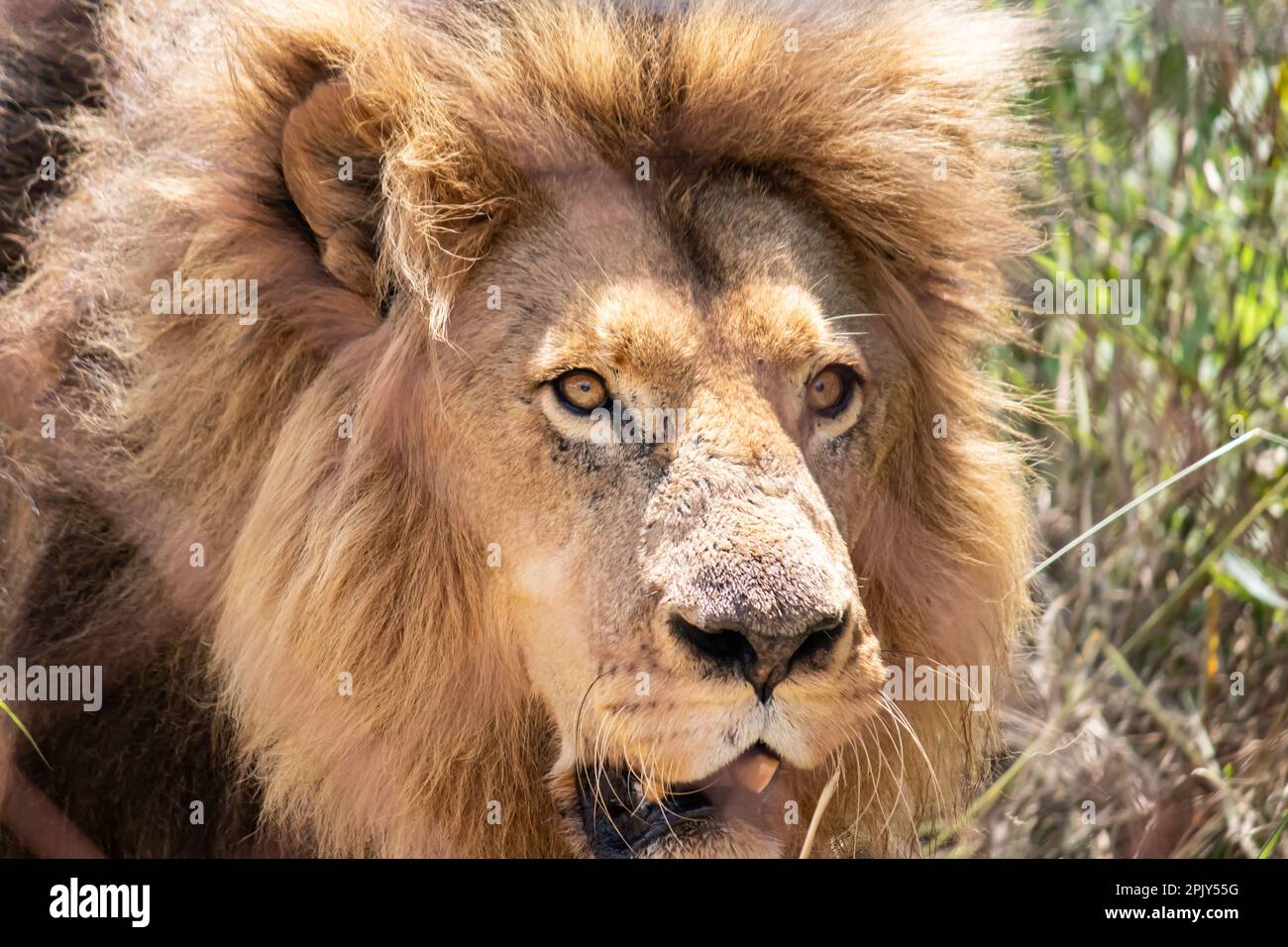 Lion puissant dans la savane dans la nature, mâle alpha dans le parc national de conservation d'Imire, Zimbabwe Banque D'Images