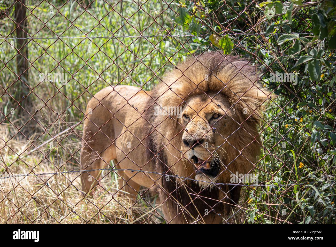 Lion puissant dans la savane dans la nature, mâle alpha dans le parc national de conservation d'Imire, Zimbabwe Banque D'Images