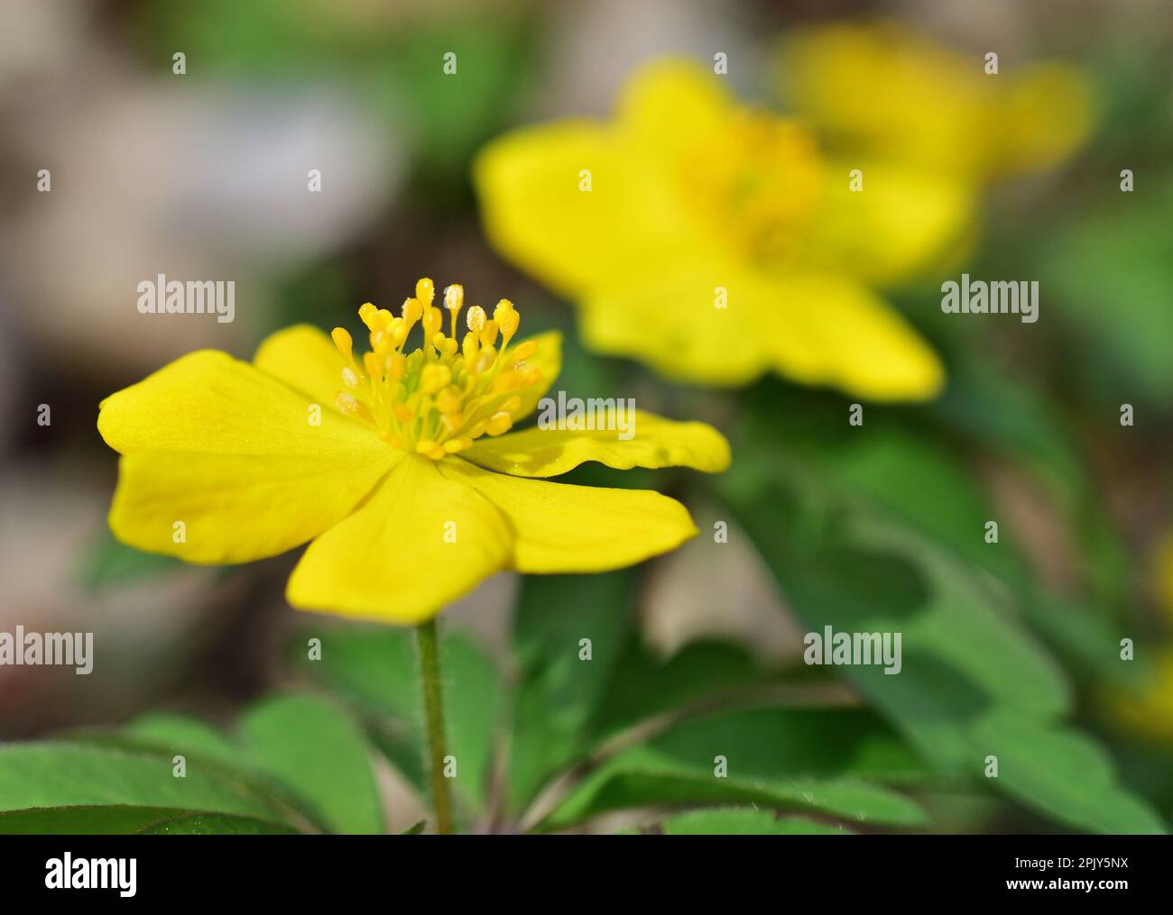 Anemonoides ranunculides, l'anémone jaune, l'anémone de bois jaune ou l'anémone de buttercup Banque D'Images