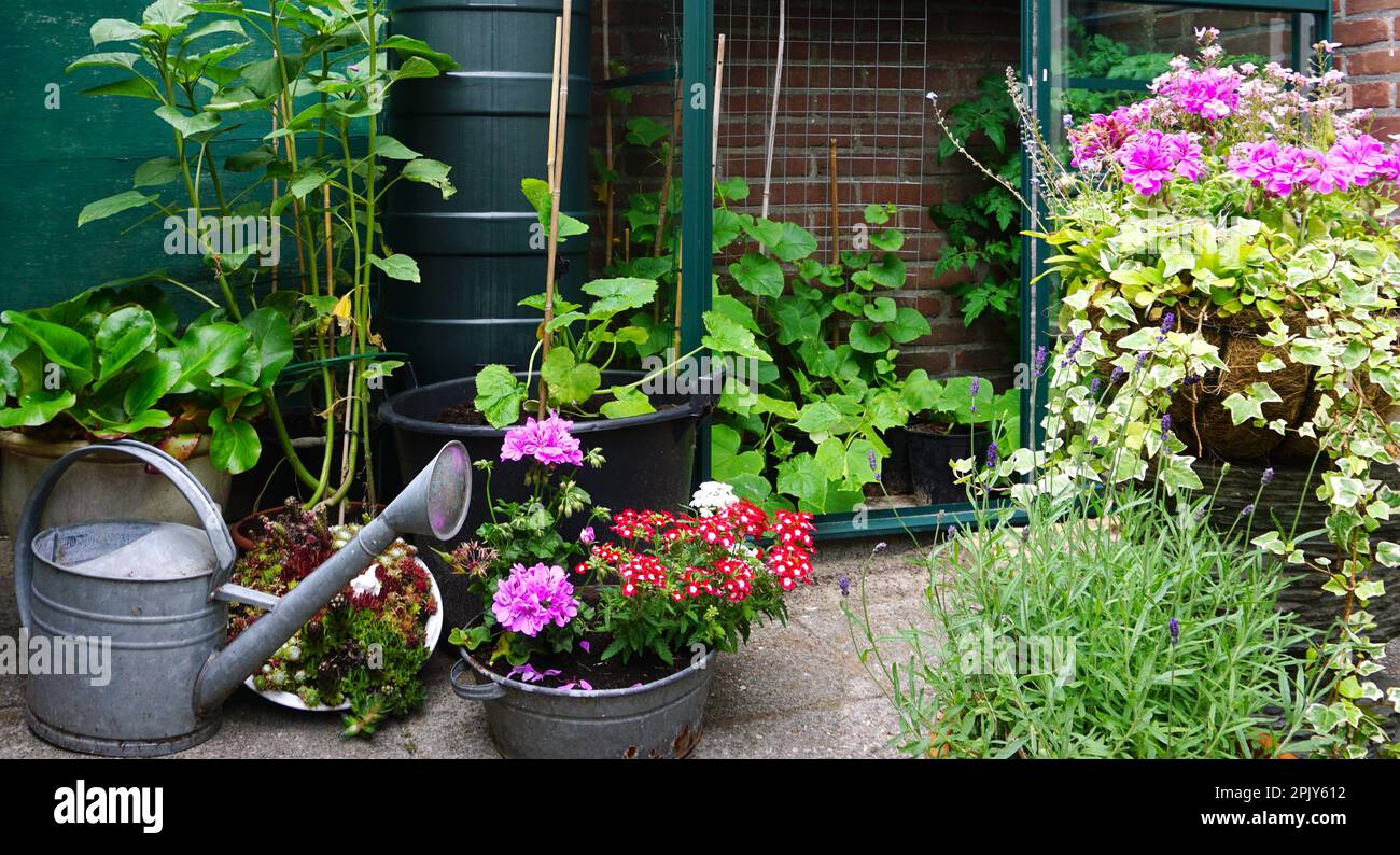 Un petit jardin avec peu de serre dans la ville. Culture de fleurs et de  plantes et de légumes propres.petit jardin botanique anglais urbain sur une  petite zone Photo Stock - Alamy