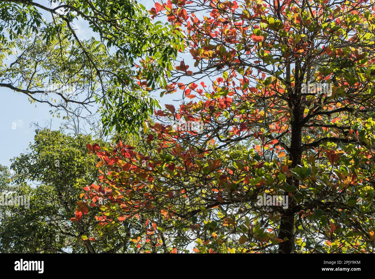 Feuilles d'un amande indien (Terminalia catappa) à Palenque, Mexique Banque D'Images