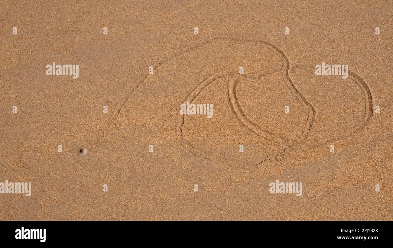 Un wilk en cercle après avoir été laissé sur une plage par la marée descendante Banque D'Images