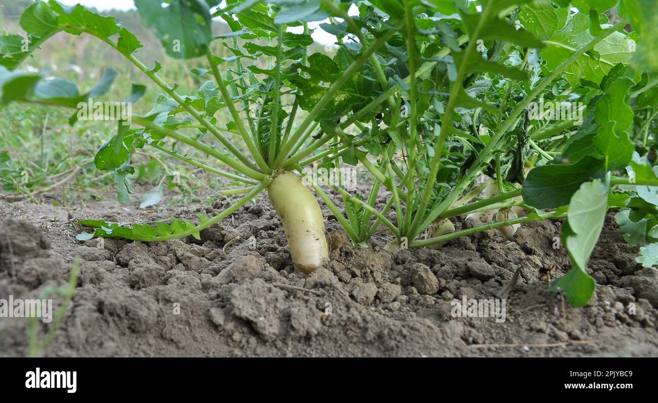 Culture végétale le radis Daikon pousse en terre ouverte organique Banque D'Images