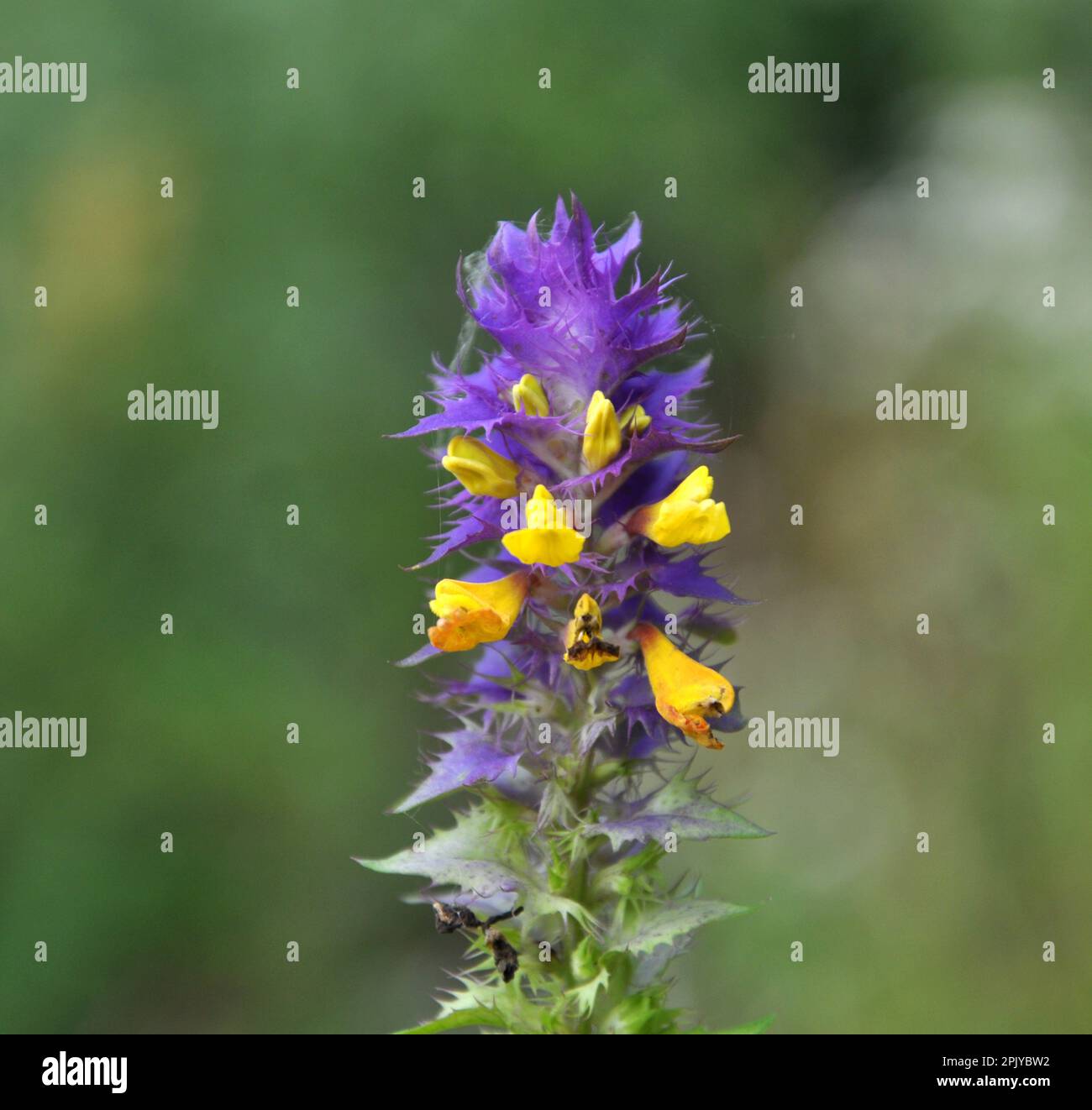 Printemps dans la nature dans la forêt fleurit melampyrum nemorosum Banque D'Images