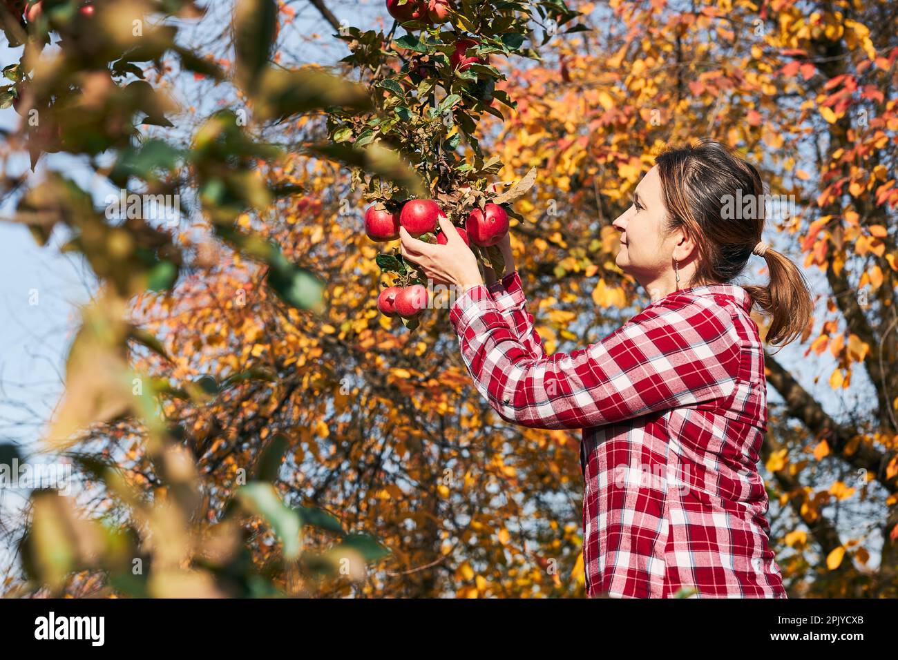 Femme cueillant des pommes mûres à la ferme. Fermier attrapant les pommes de l'arbre dans le verger. Fruits frais et sains prêts à être cueis à l'automne. Indést agricole Banque D'Images