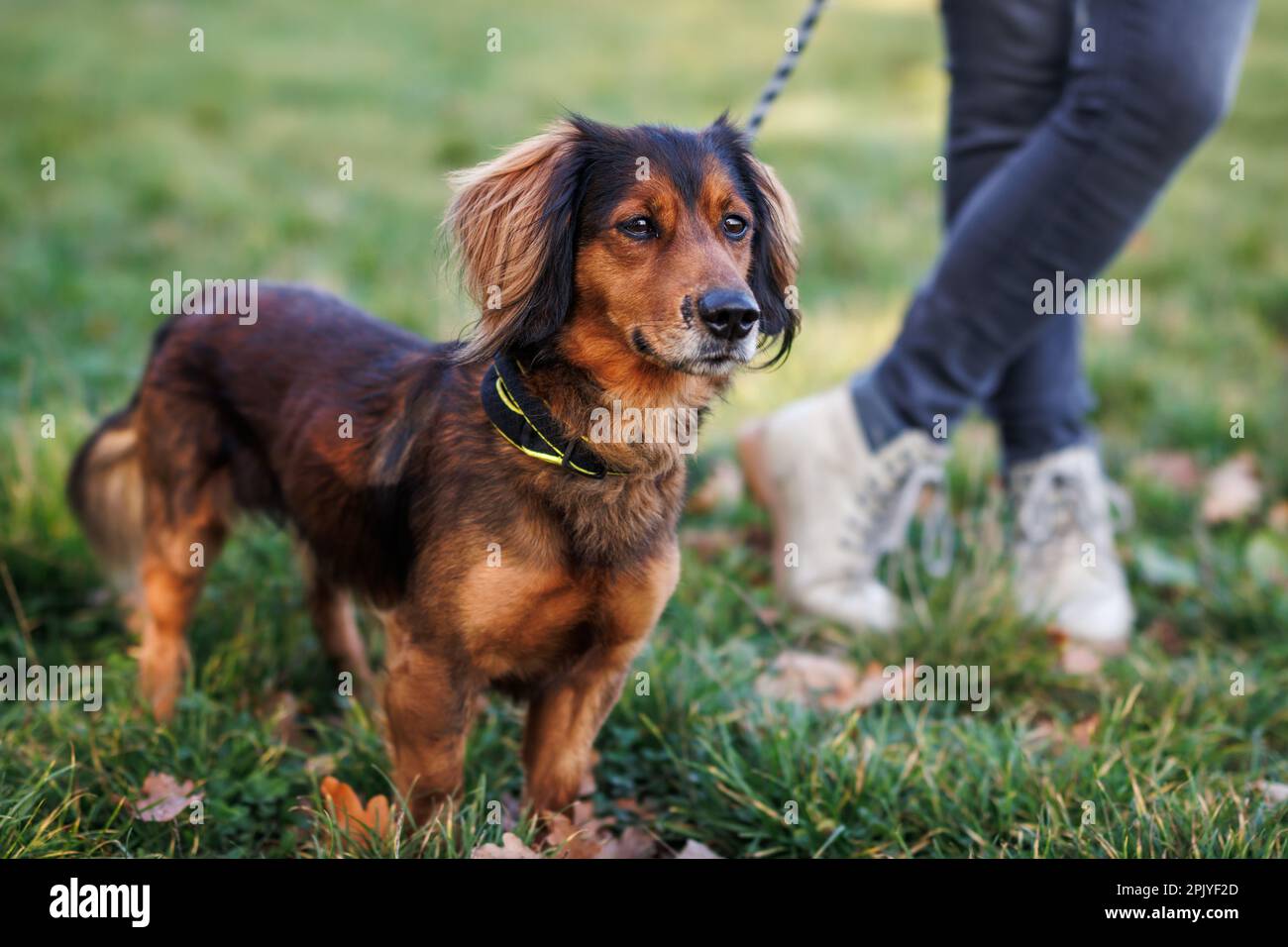 Chien marchant à l'extérieur. Propriétaire d'un animal avec un chien mixte en laisse Banque D'Images