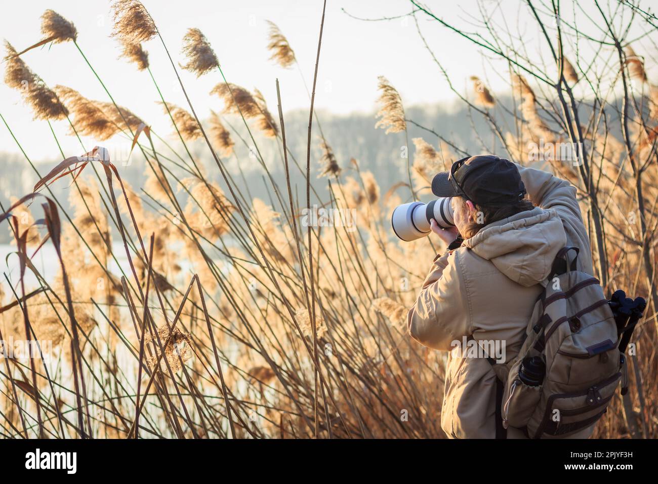Photographe avec un appareil photo caché derrière les roseaux au lac pour prendre des photos de la faune. Activités de loisirs en plein air Banque D'Images