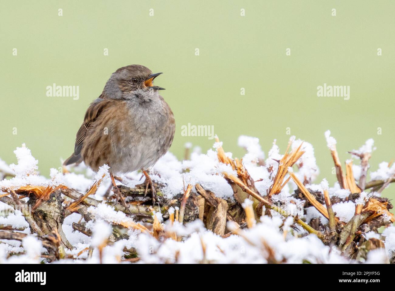 Dunnock (Prunella modularis) chante au sommet d'un hedgerow enneigé, West Yorkshire, Angleterre, Royaume-Uni Banque D'Images
