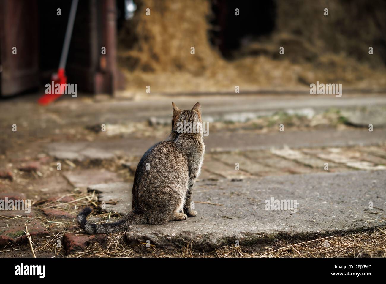 Tabby chat dans la ferme animale. Chat domestique assis sur la route Banque D'Images