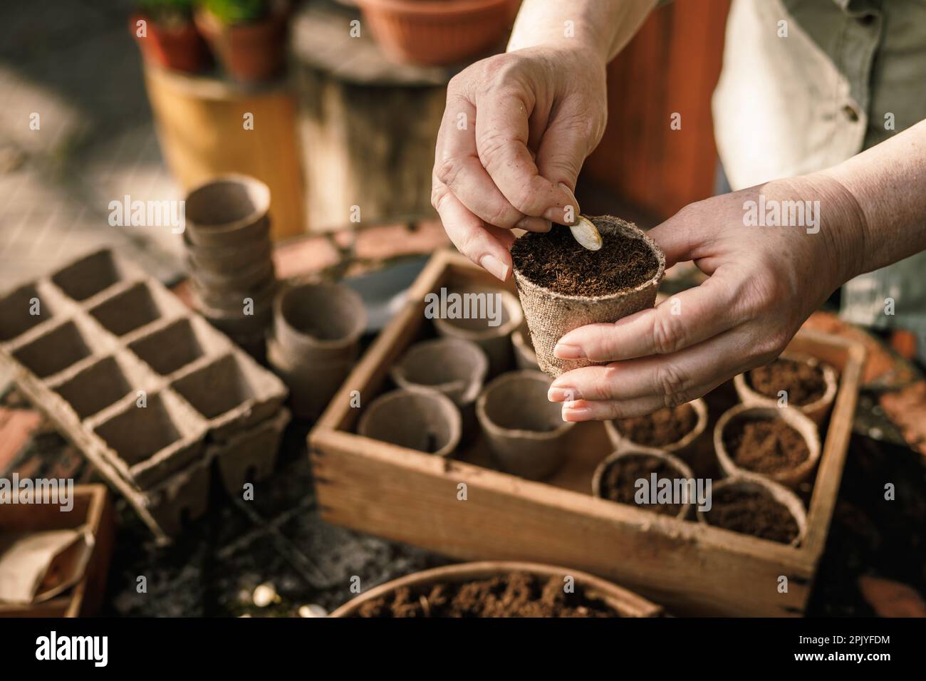 Agriculteur plantant des graines de citrouille dans un pot de tourbe biodégradable. Jardinage et semis de printemps Banque D'Images