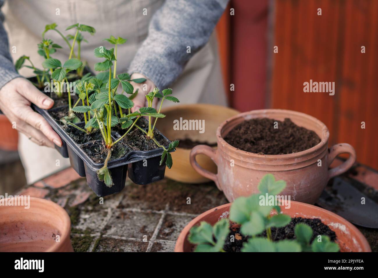 Plantation et jardinage au printemps. Femme tenant un plateau de semis avec des plantes de fraise. Banque D'Images