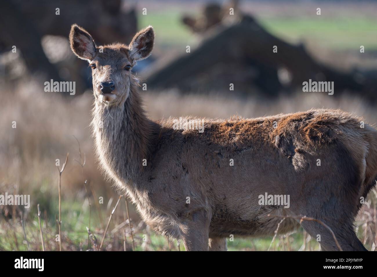 Deer en partie en se débarrassant de son manteau d'hiver au printemps Banque D'Images