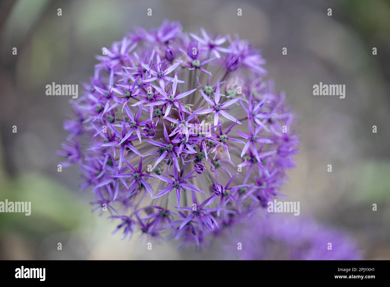 Fleur d'Allium violet, variété inconnue (juin) Banque D'Images