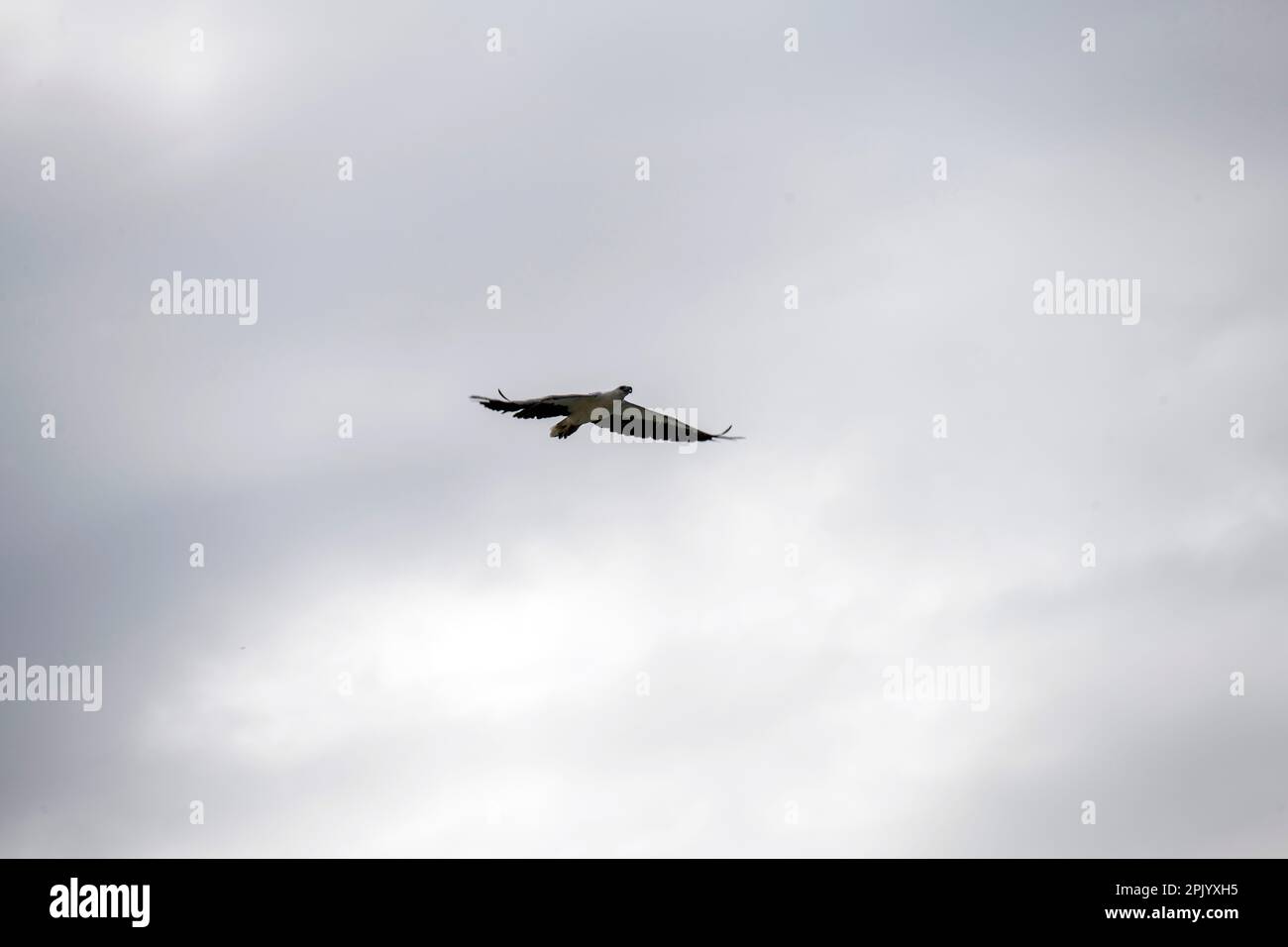 Le Sea-Eagle à ventre blanc (Haliaeetus leucogaster) en vol à Sydney, Nouvelle-Galles du Sud, Australie. L'aigle-mer à ventre blanc, également connu sous le nom de blanc Banque D'Images