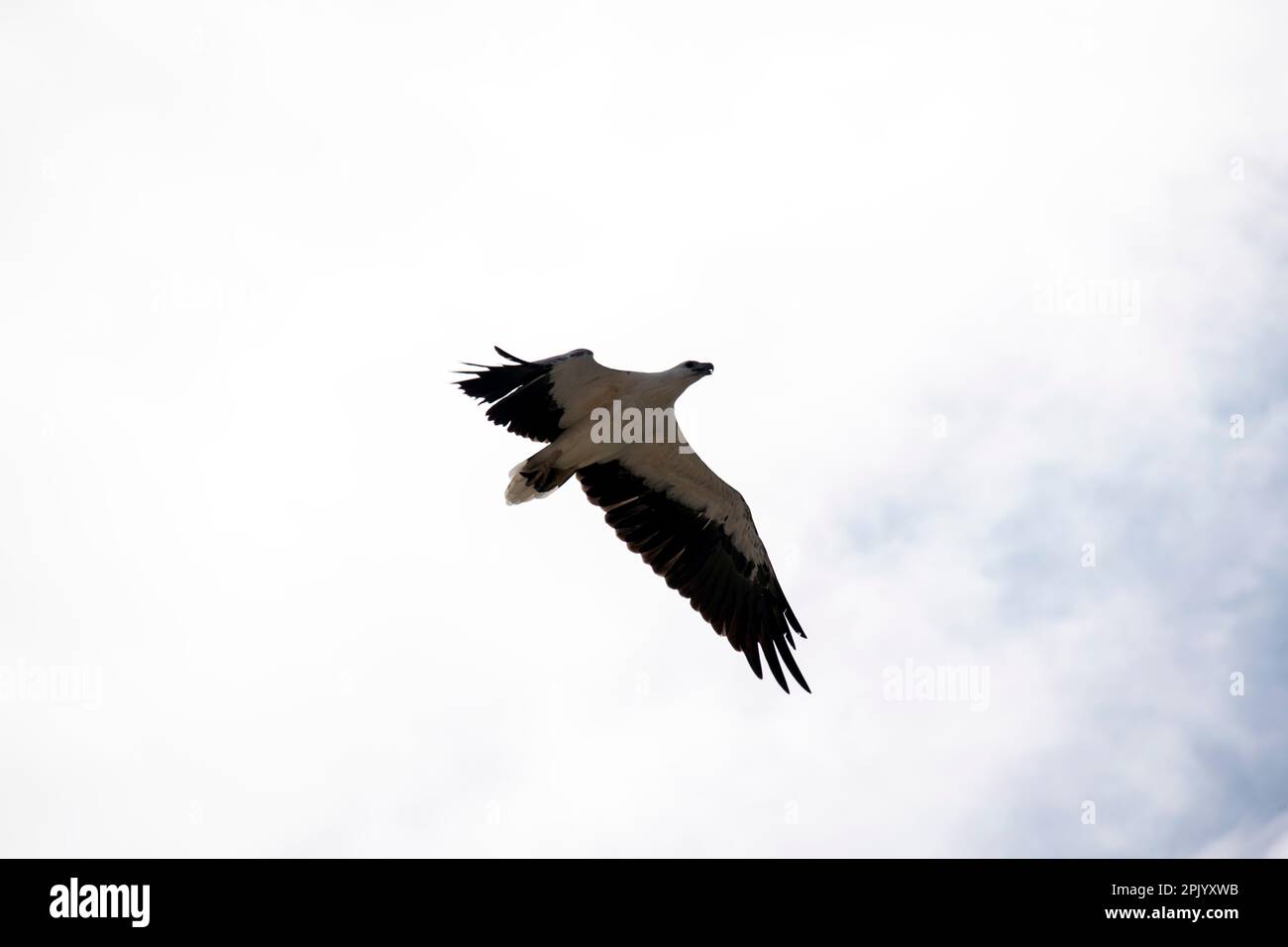 Le Sea-Eagle à ventre blanc (Haliaeetus leucogaster) en vol à Sydney, Nouvelle-Galles du Sud, Australie. L'aigle-mer à ventre blanc, également connu sous le nom de blanc Banque D'Images