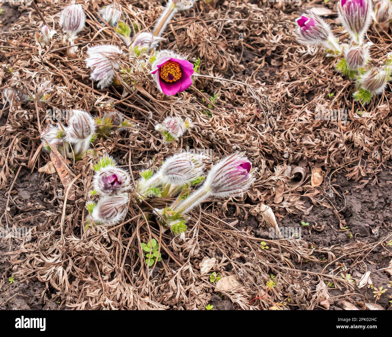 Dream-grass est la plus belle fleur de printemps. Pulsatilla fleurit au début du printemps dans la forêt par une journée ensoleillée. Fleur de Pulsatilla en gros plan. Banque D'Images