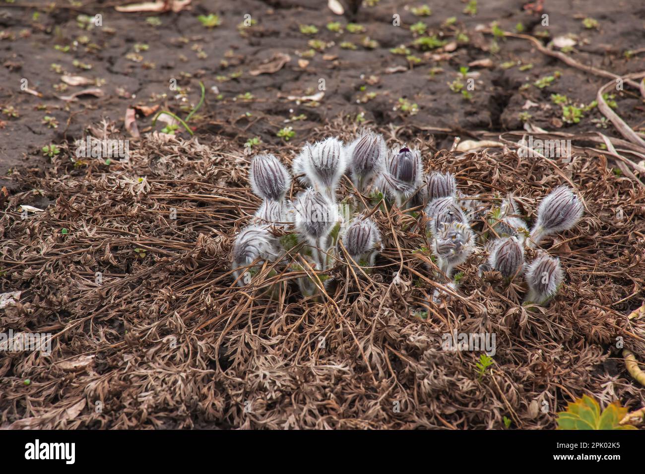 Dream-grass est la plus belle fleur de printemps. Pulsatilla fleurit au début du printemps dans la forêt par une journée ensoleillée. Fleur de Pulsatilla en gros plan. Banque D'Images