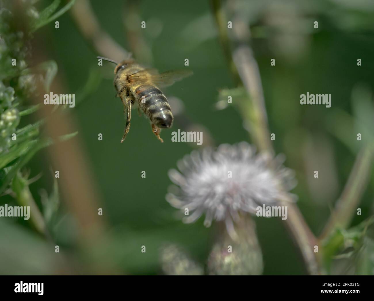 gros plan sur les abeilles sauvages faune insecte animal biodiversité sarre allemagne déclin de l'apiculture du miel pollinisation du nectar Banque D'Images