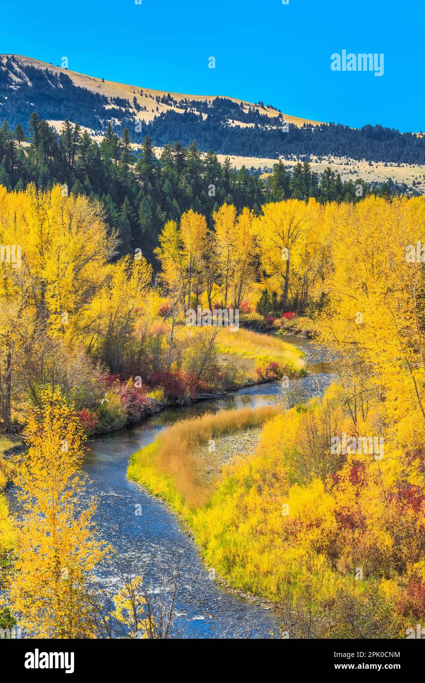 couleurs d'automne le long de la rivière little blackfoot près de la garnison, montana Banque D'Images