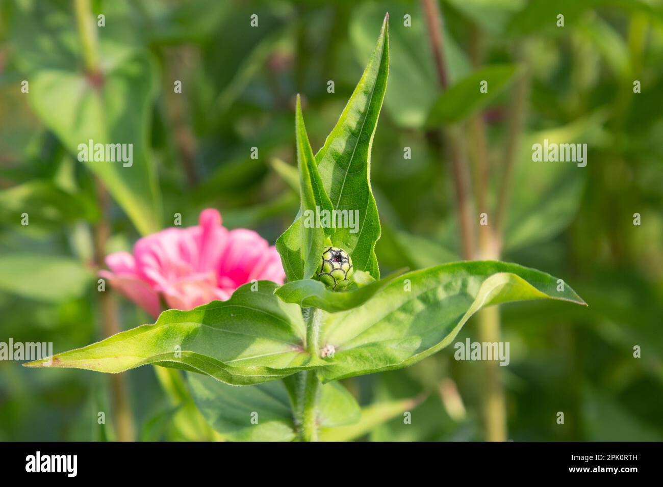 Un bourgeon de zinnia pousse dans un jardin du nord-est de l'Indiana. Banque D'Images
