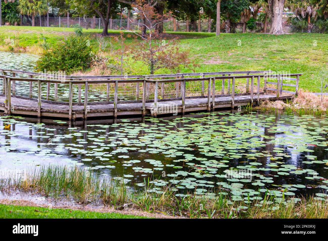Une passerelle en bois traverse un étang dans le parc Dreher à West Palm Beach, Floride, États-Unis. Banque D'Images