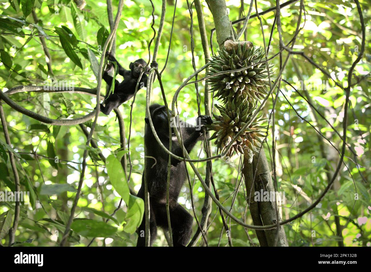 Une femelle adulte de la macaque à crête noire de Sulawesi (Macaca nigra) atteint le fruit du liana alors qu'elle prend soin d'un nourrisson pendant la période de sevrage dans la réserve naturelle de Tangkoko, au nord de Sulawesi, en Indonésie. La protection de la faune à travers le monde pourrait considérablement améliorer le captage et le stockage du carbone naturel en superchargeant les puits de carbone de l'écosystème, selon Oswald J. Schmitz, le professeur Oastler d'écologie de la population et de la communauté à l'école de l'environnement de Yale, publié sur Phys.Org sur 28 mars 2023. 'Les espèces sauvages, tout au long de leur interaction avec l'environnement, sont... Banque D'Images