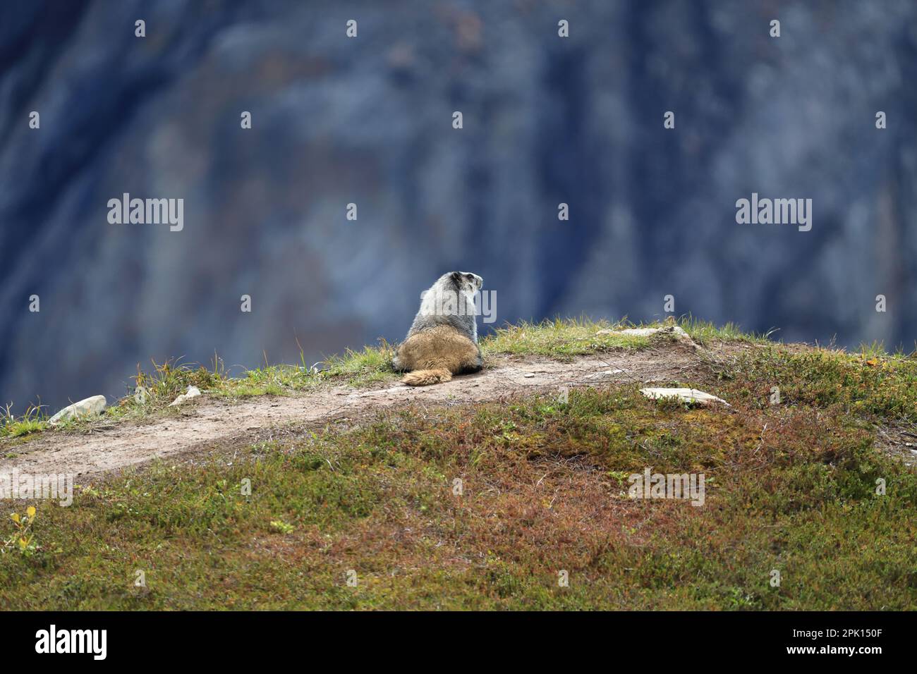 Vue sur Marmot Banque D'Images