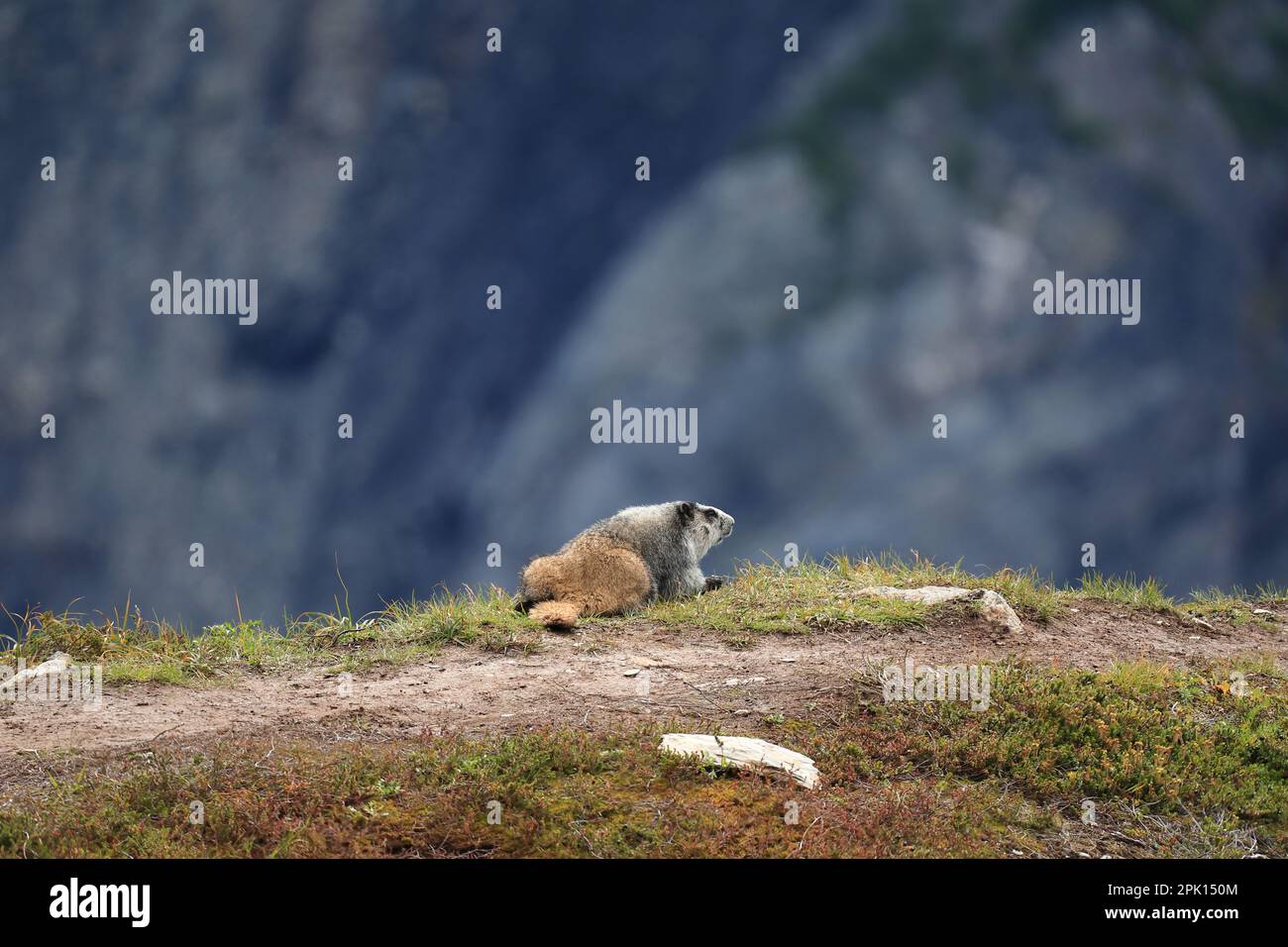 Vue sur Marmot Banque D'Images