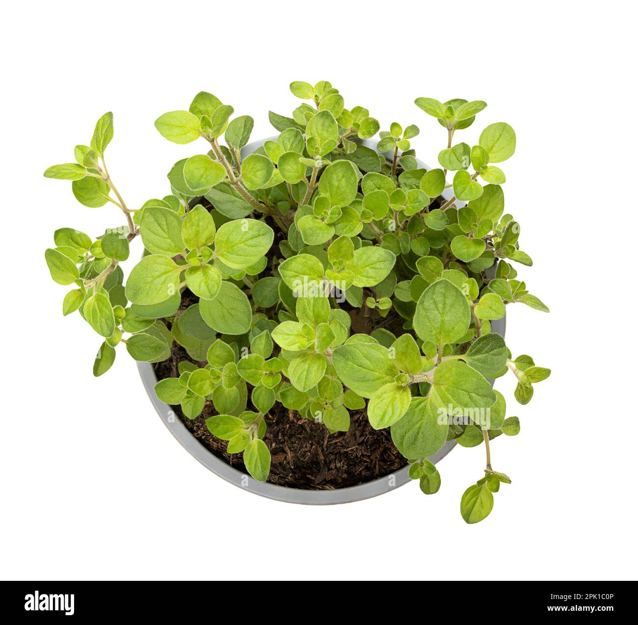 Origan, jeune plante dans un pot en plastique gris. Origanum vulgare, une herbe culinaire et l'herbe de base de la cuisine italienne, utilisée pour la saveur de ses feuilles. Banque D'Images