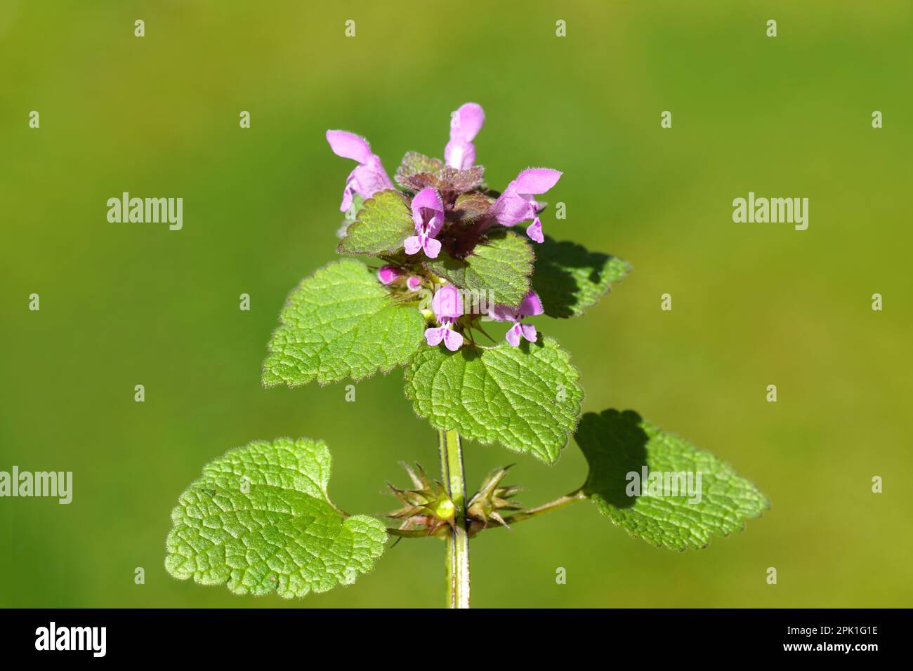 Gros plan sur des fleurs d'ortie rouge, d'ortie pourpre, d'archange pourpre (Lamium purpueum). Famille des Lamiaceae. Jardin vert pâle, printemps Banque D'Images