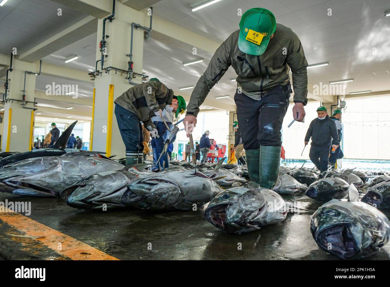 Nachikatsuura, Japon - 19 mars 2023: Acheteurs inspectant le thon aux enchères sur le marché du thon à Nachikatsuura, dans la péninsule de Kii, au Japon. Banque D'Images