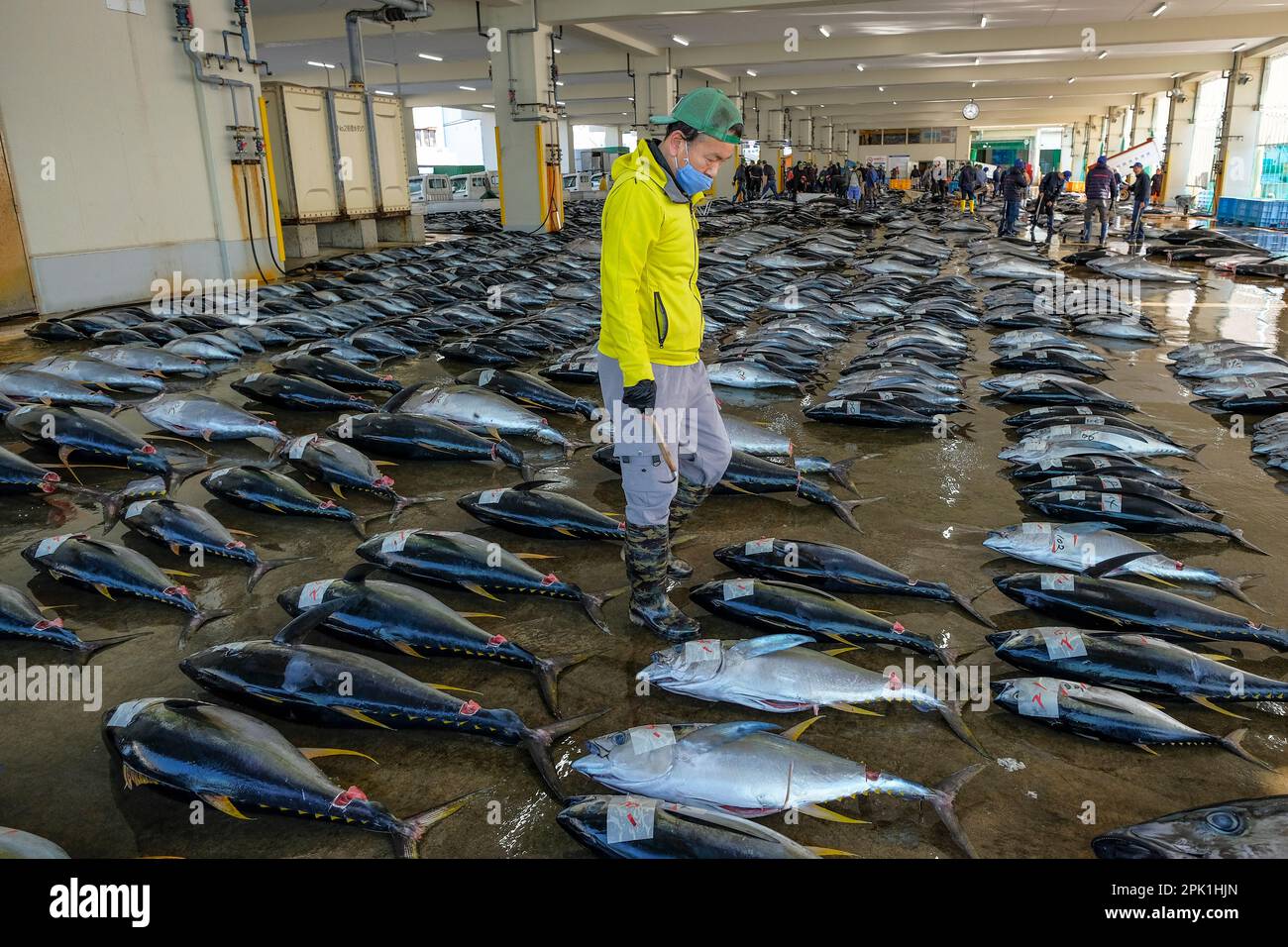 Nachikatsuura, Japon - 19 mars 2023: Vente aux enchères de thon au marché des thonidés de Nachikatsuura, dans la péninsule de Kii, Japon. Banque D'Images